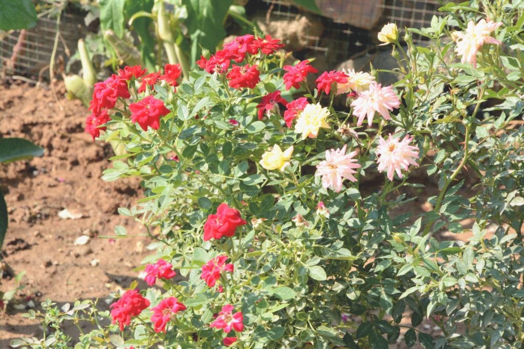 Flowers in Muhammed Hssen and Zainab Abdullah's home garden
