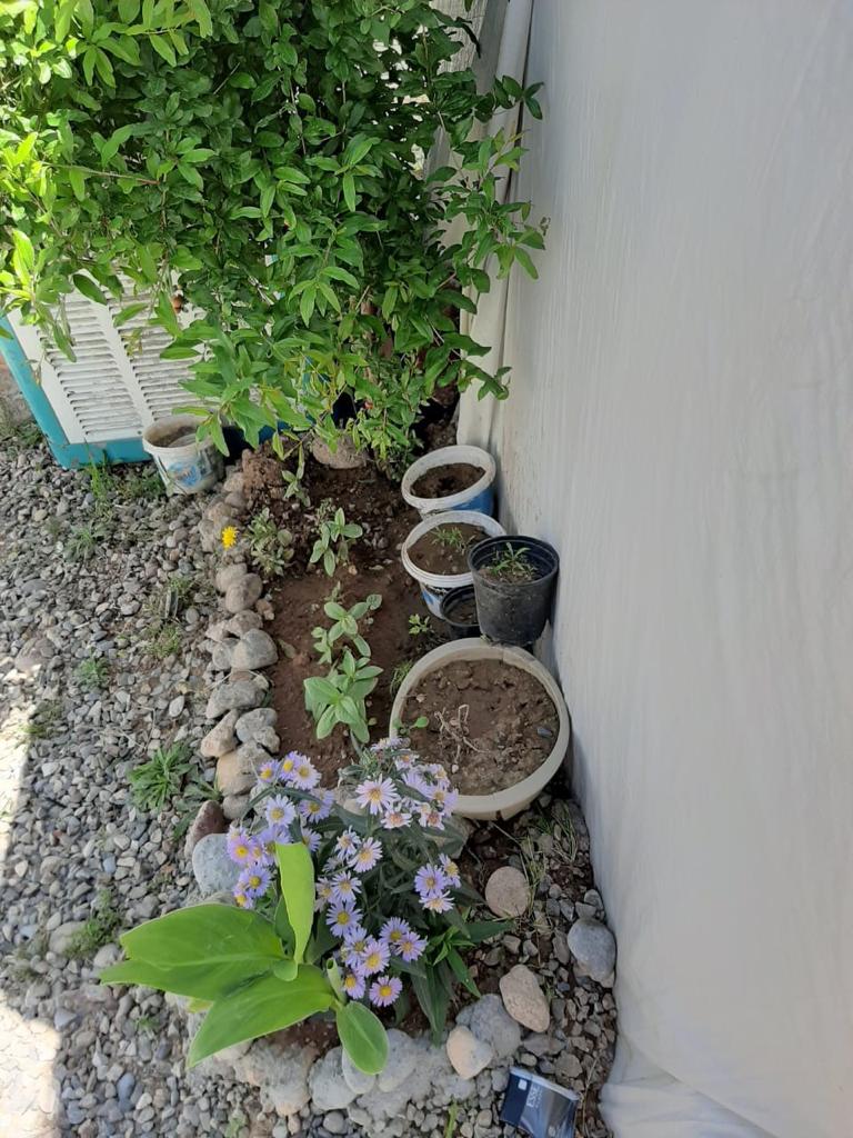 Close up of plants in Hajar Eido Khadida's home garden, Khanki camp, Kurdistan Region of Iraq